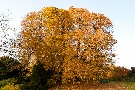 Spätherbst - Impressionen