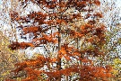 Spätherbst - Impressionen