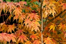 Spätherbst - Impressionen
