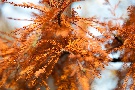 Spätherbst - Impressionen