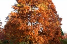 Spätherbst - Impressionen