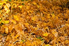 Spätherbst - Impressionen