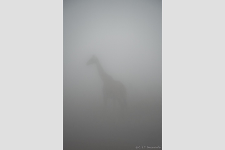 Geistergiraffe