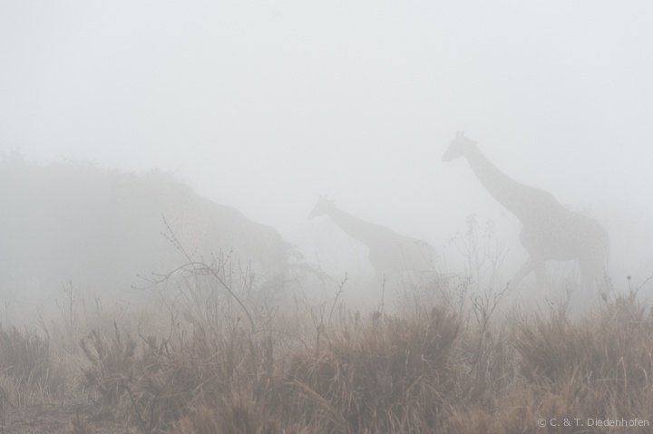 Giraffen im Nebel