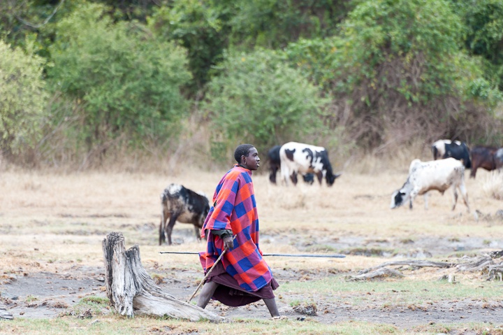 Masai Hirte