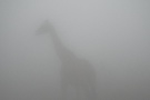 Geistergiraffe