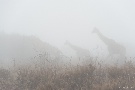 Giraffen im Nebel