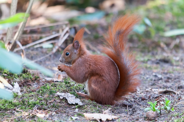 Eichhörnchen