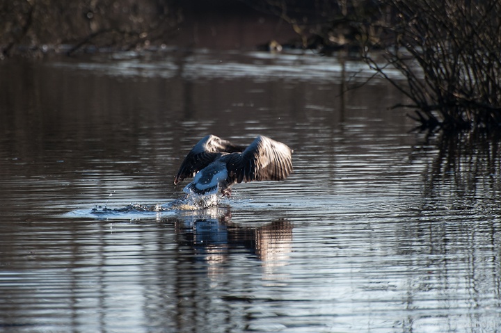 Gans beim Abflug