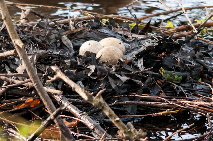 Haubentaucher Nest