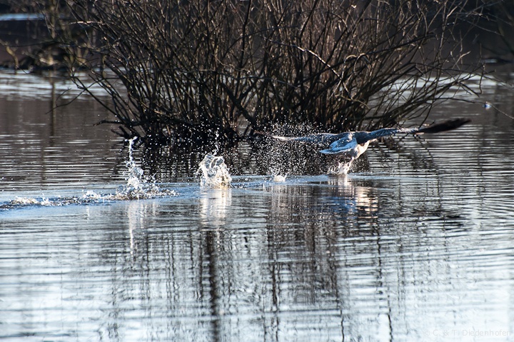 Gans beim Abflug