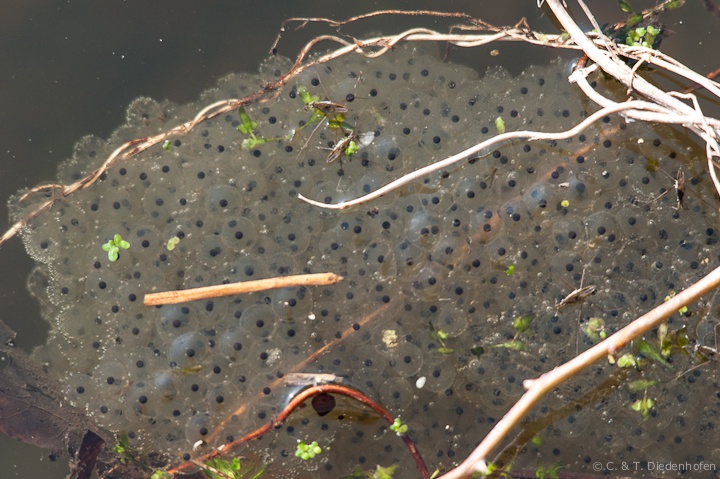 Froschlaich