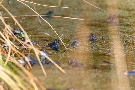 Frösche etc. 