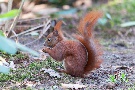 Eichhörnchen
