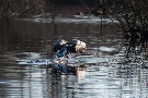 Gans beim Abflug