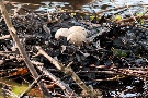 Haubentaucher Nest