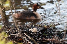 Haubentaucher Nest