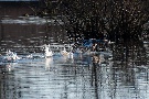 Gans beim Abflug