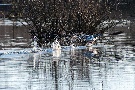 Gans beim Abflug