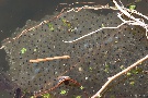 Froschlaich