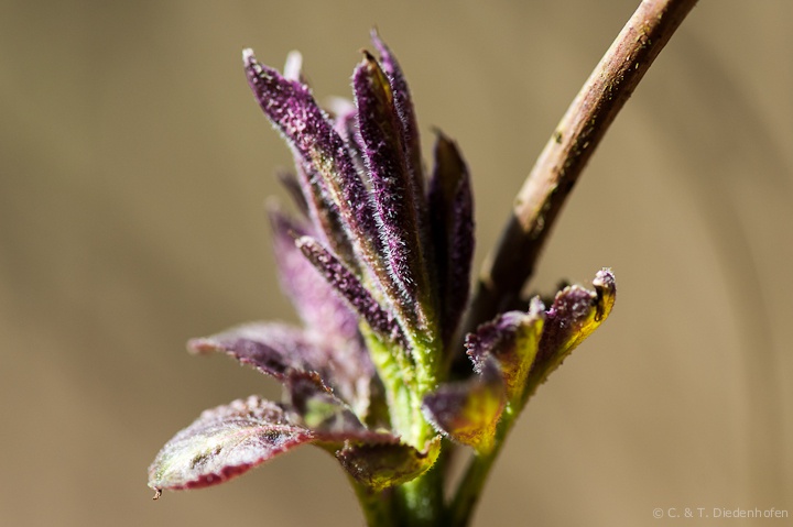 der Frühling bricht auf