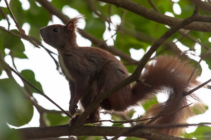 Eichhörnchen