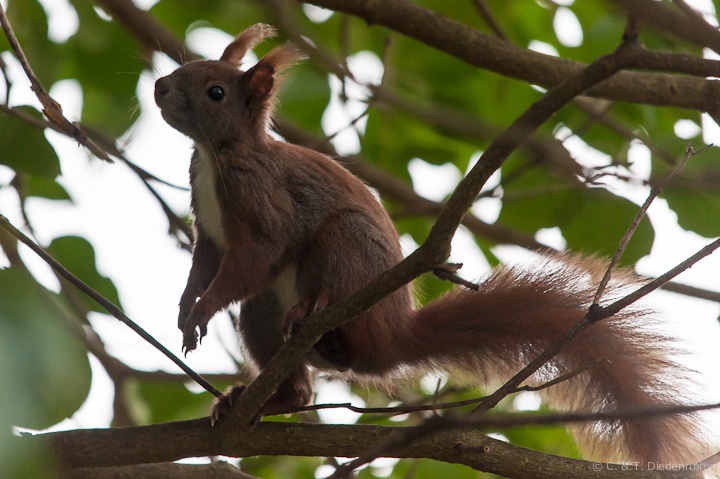 Eichhörnchen