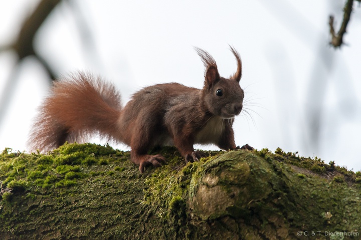 Eichhörnchen