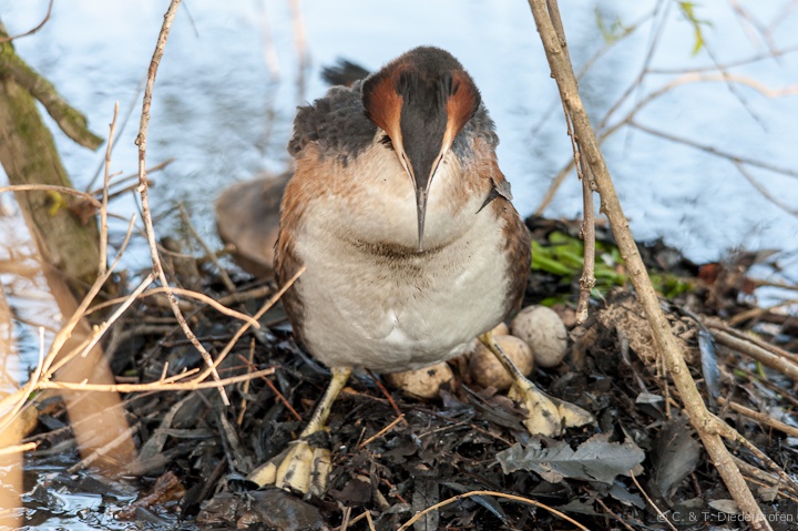 Haubentaucher beim brüten
