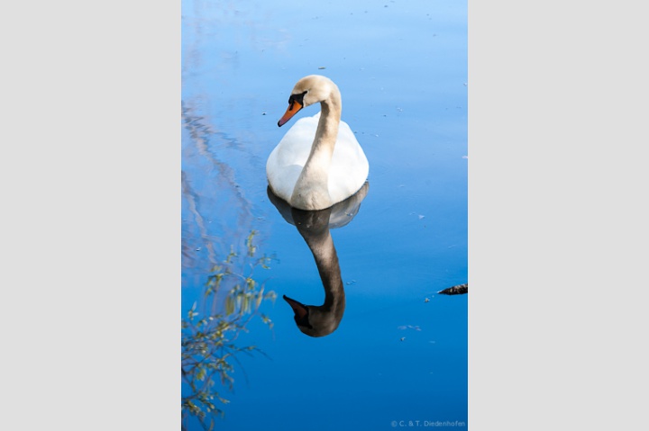 Schwan im Spiegel