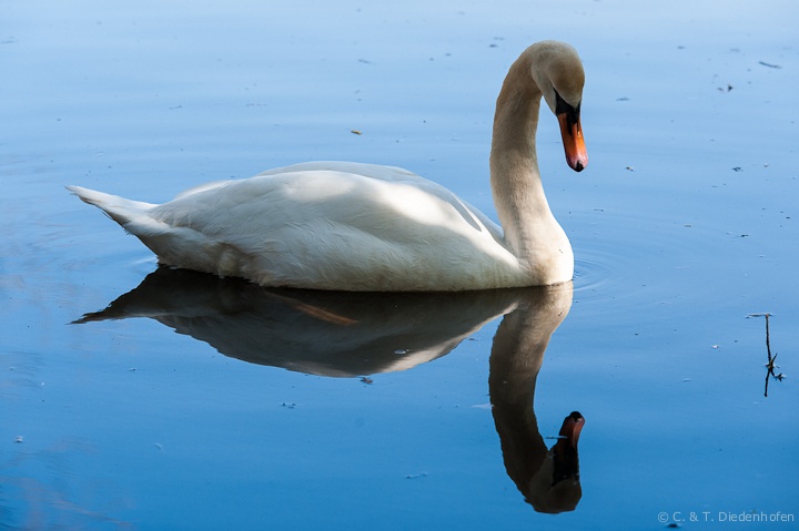 Schwan im Spiegel