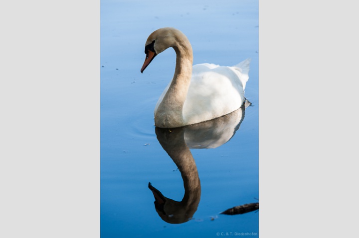 Schwan im Spiegel