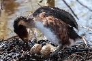 Haubentaucher beim brüten
