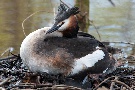 Haubentaucher beim brüten