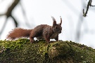 Eichhörnchen