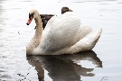 Schwan