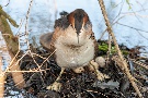 Haubentaucher beim brüten
