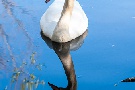 Schwan im Spiegel