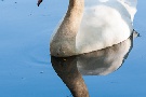 Schwan im Spiegel