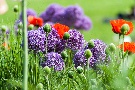 die Farben