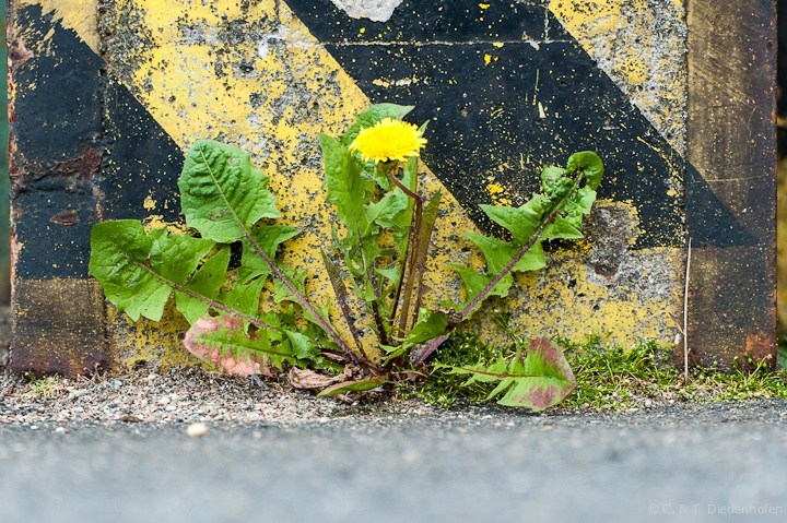 die Natur holt sich alles wieder