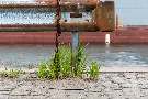 Leitplanke an der Kaimauer mit Containerschiff im Hintergrund
