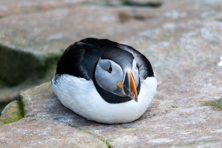 Papageientaucher