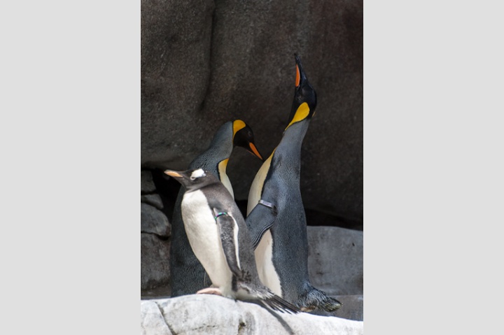 Königspinguine