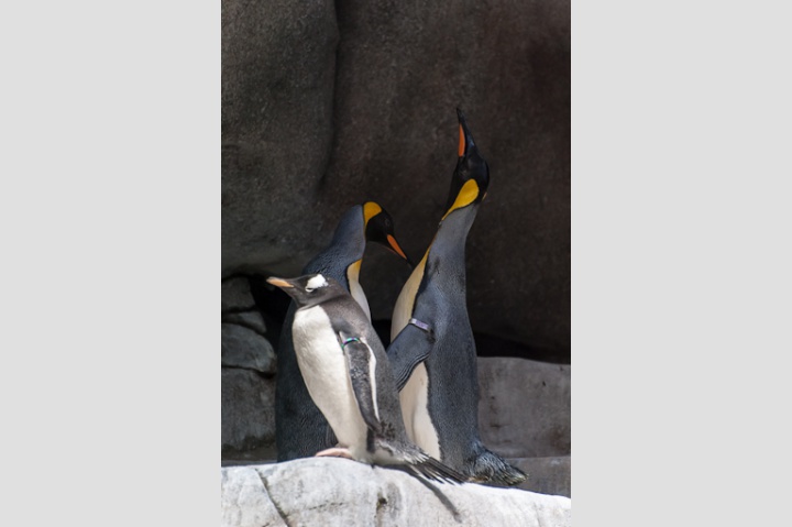 Königspinguine