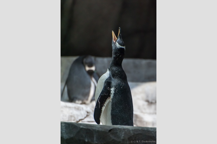 Eselspinguin