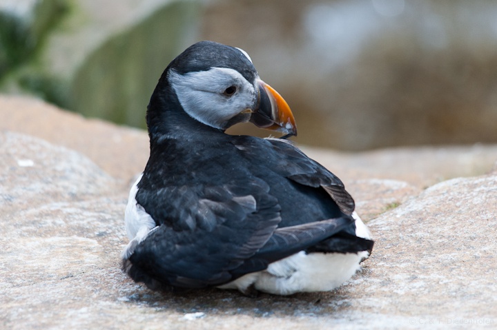 Papageientaucher