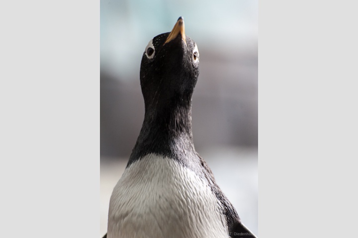 Eselspinguin