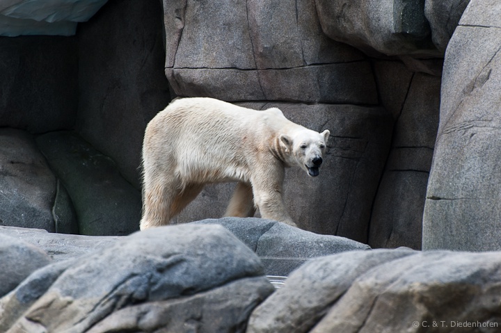 Eisbär