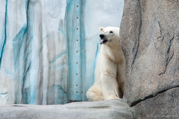 Eisbär